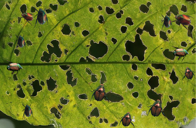 popillia japonica, trappole popilia