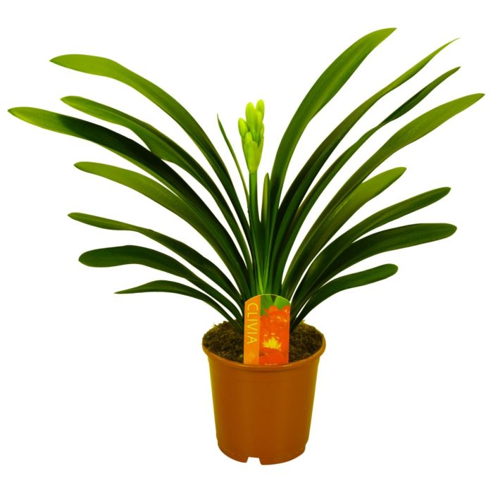 clivia miniata