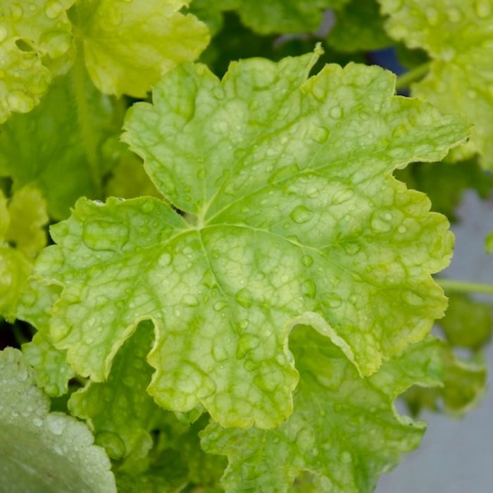Foglie di un luminoso color verde lime della pianta ornamentale da ombra Heuchera World Caffe Lime Americano Foglie di un luminoso color verde lime della pianta ornamentale da ombra Heuchera World Caffe Lime Americano