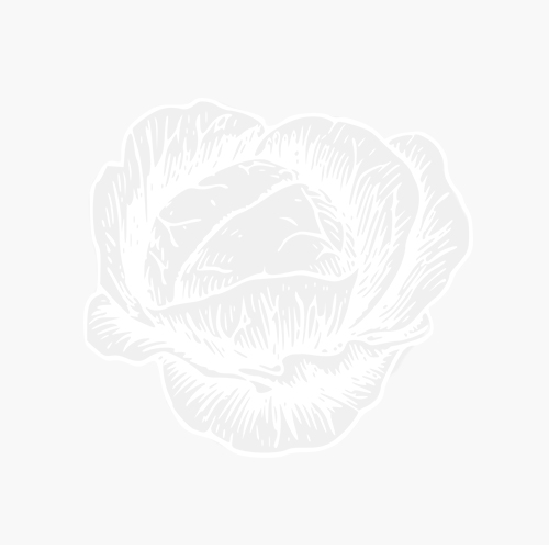 Miscuglio Di Fiori Estivi Nani Ingegnoli