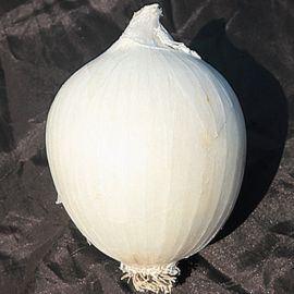 ONION - BIANCA GIGANTE D'INGEGNOLI -