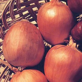 ONION -RAMATA DI MILANO- 