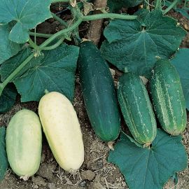 CUCUMBER - MIX OF ALL OUR VARIETIS -