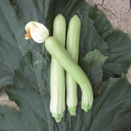 ZUCCHINI  -LONG WHITE FROM SICILY-