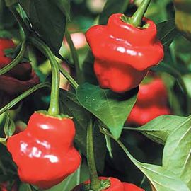 Hot pepper Jamaican red