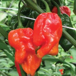 Trinidad Scorpion Hot Pepper