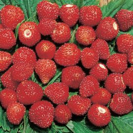  STRAWBERRY  - FOR EACH MONTH - 