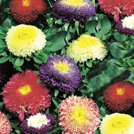 ASTER -POMPON -MIXED