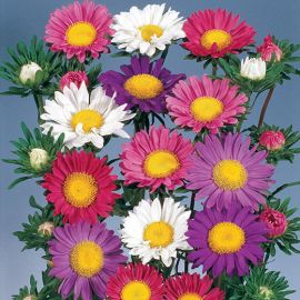 ASTER -CHINE LARGE SINGLE FLOWERED-