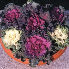 ORNAMENTAL CABBAGE FRILLED LEAVES -mixed