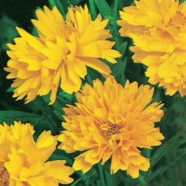 COREOPSIS YELLOW DOULBLE FLOWERED