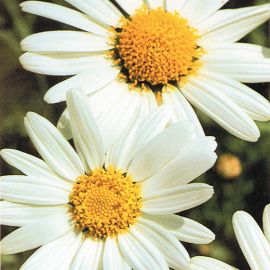 GIANT DAISY white large flowered