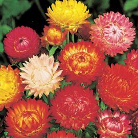 HELICHRYSUM double flowered mixed