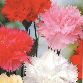 CARNATION CHABAUD double mixed