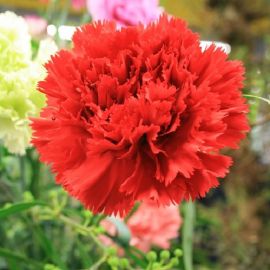 CARNATION CHABAUD red