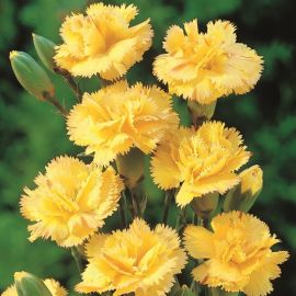 DIANTHUS CHABAUD GIALLO
