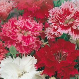 DIANTHUS FRINGED DOUBLE FLOWERED
