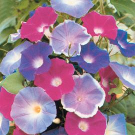 IPOMOEA TRICOLOR -PACHTMISCUNG-(MORNING GLORY)