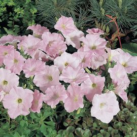 PETUNIA HY F1 -FORTUNIA PEARLY WAVE-