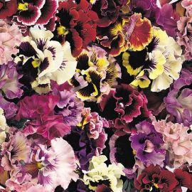 Pansy  -Can-Can Mixed - Hybrid F1 (Biennial)