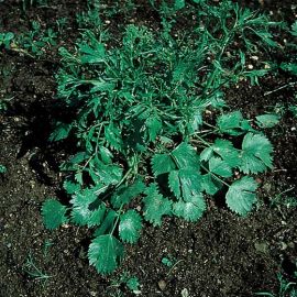 ANICE VERDE (Pimpinella anisum)