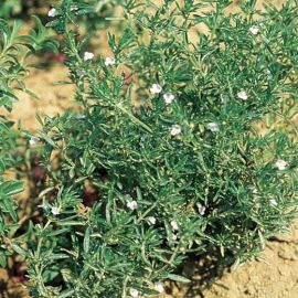 WINTER SAVORY  (Satureja hortensis) 