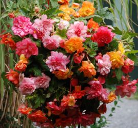 BEGONIA PENDULA  a grandi fiori-BALCONY MIX-