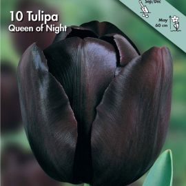 TULIPANO SEMPLICE TARDIVO -QUEEN OF NIGHT-