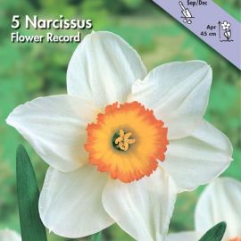 NARCISO A GRANDE CORONA -FLOWER RECORD-