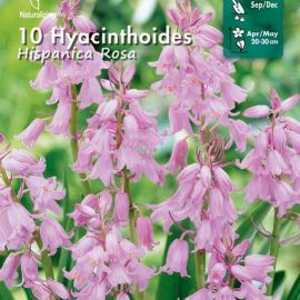 HYACINTHOIDES - HISPANICA ROSA-