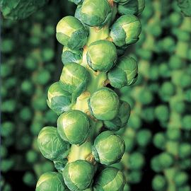 BRUSSELS SPROUTS HYBRID F1 -IRENE-