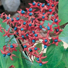 CLERODENDRUM  TRICHOTOMUM