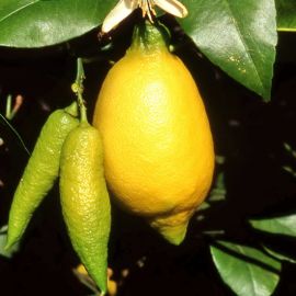 LIMONE LUNARIO -Citrus Limon-