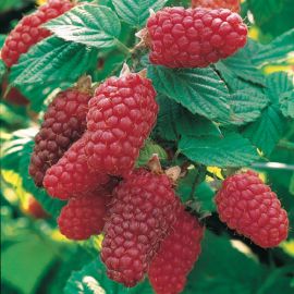 LAMPO-MORA ‘TAYBERRY’
