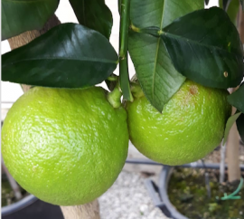 BERGAMOTTO (Citrus bergamia)