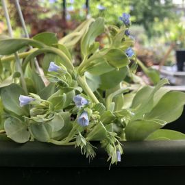 ERBA OSTRICA (Mertensia maritima)