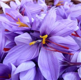 fratelli ingegnoli bulbi crocus di zafferano-saffron -sativus

