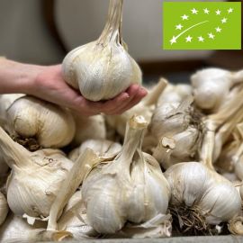 aglione ingegnoli semina BIOLOGICO