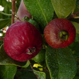 GUAVA ROSSA - Psidium cattleianum rosso (Guava fragola)