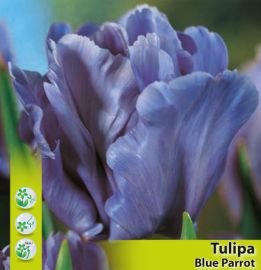 TULIPANO PAPPAGALLO -BLUE PARROT-