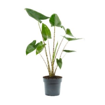 alocasia zebrina ingegnoli