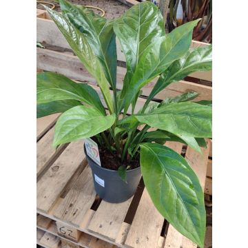 Anthurium liefert NUR nach Mailand. - 9AP12-