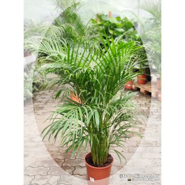 Areca Dypsis lutescens wird NUR nach Mailand geliefert - 9AP10-