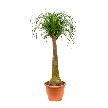 Beaucarnea recurvata liefert NUR nach Mailand. - 9AP14-