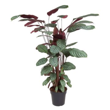 Calathea online
