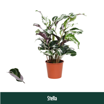 calathea stella pianta