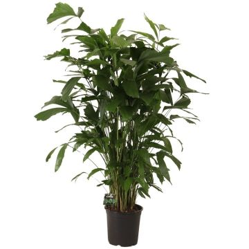 caryota mitis