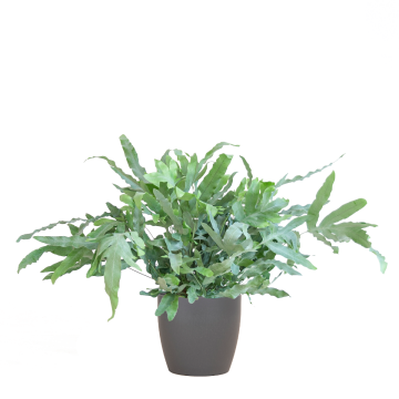 Phlebodium Aureum Blue Star - EW-45217