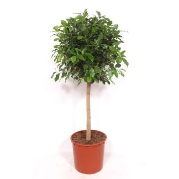 ficus amstel king