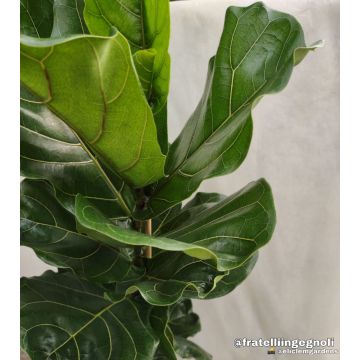 Ficus lyrata liefert NUR nach Mailand. - 9AP34